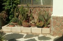 Un Lugar Para los Cactus